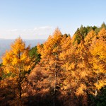 紅葉を求めて、比叡山。 2014年11月22日