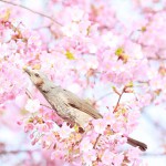 雨水　〜歩くと春の匂いを感じる季節〜