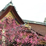 京都の梅といえば北野天満宮