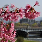 一足先に京都・鴨川の桜。鴨川はまだまだこれから！