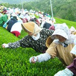 穀雨 | 八十八夜はちょうどこの季節。お茶が一番美味しい季節。