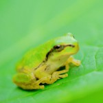 カエルのぴょん吉がお茶屋に居候。彼は何を思うのでしょうか。